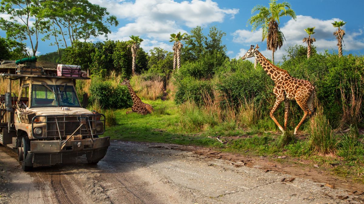 A Kilimanjaro Safaris vehicle passes by giraffes among lush tropical vegetation at Disney's Animal Kingdom Theme Park.
